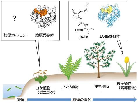 植物化|植物の進化